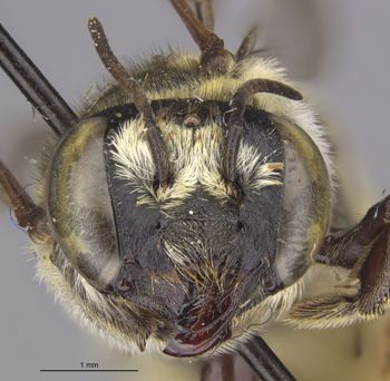 Media type: image;   Entomology 16269 Aspect: head frontal view